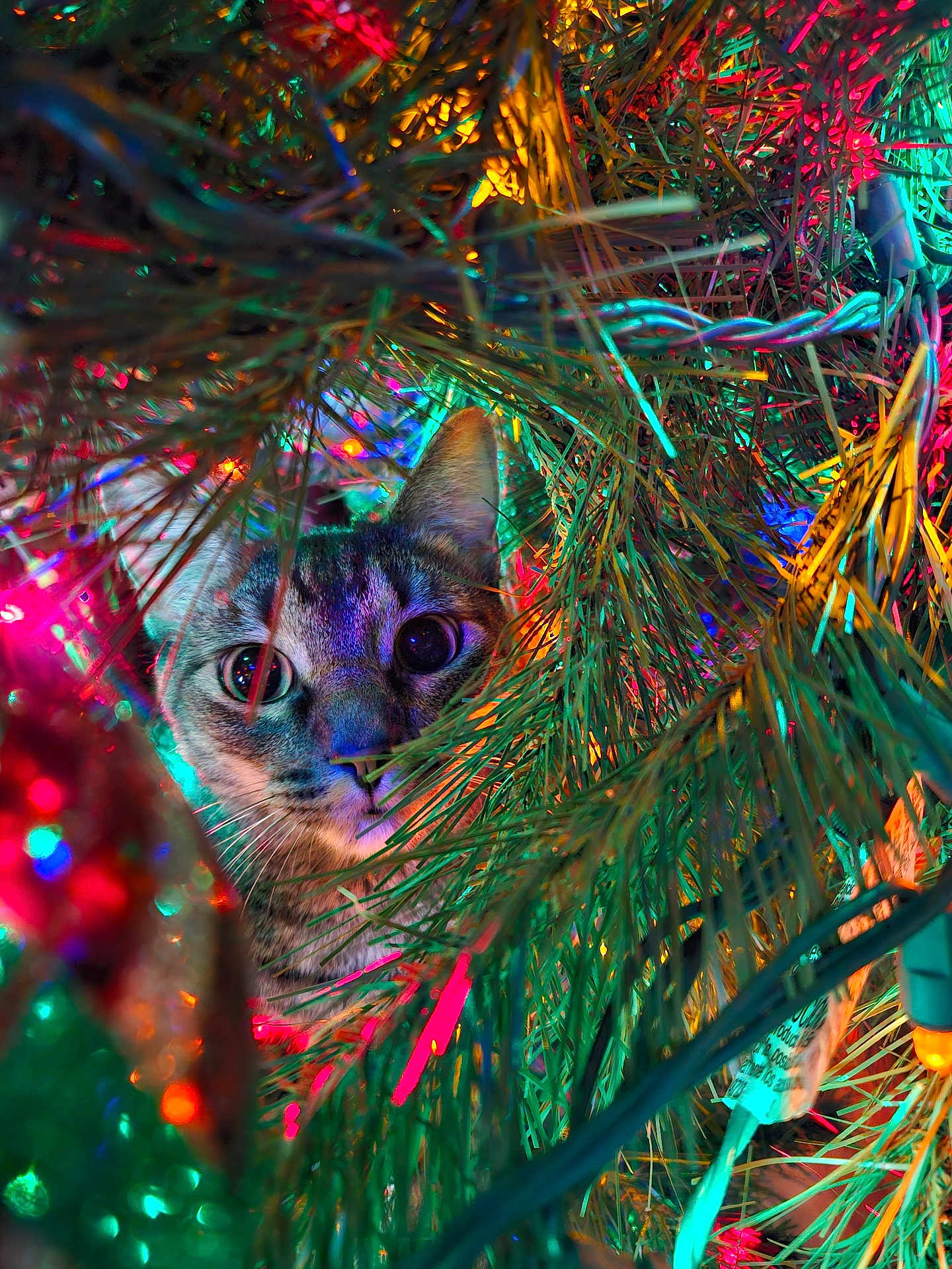 Reed is registered to the contest to win money with this photo: animal, blue, cat, christmas_tree, close_up, colorful_lights, curious, decorations, festive, green, holiday, indoors, nature, pet, pine_needles, playful, red, tabby, twinkling, yellow
