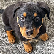 Babooshka is registered to the contest to win money with this photo: puppy, rottweiler, dog, pet, carpet, indoor, cute, animal, young, brown, black, fur, eyes, ears, toy, playful, sitting, floor, looking_up, adorable