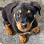 puppy, rottweiler, dog, pet, carpet, indoor, cute, animal, young, brown, black, fur, eyes, ears, toy, playful, sitting, floor, looking_up, adorable
