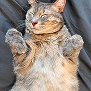 Lexie is registered to the contest to win money with this photo: adorable, animal, cat, closeup, cozy, cute, feline, fur, indoors, laying_down, nap, paws, pet, relaxed, resting, sleeping, soft_light, striped, tabby, whiskers