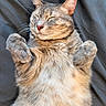 adorable, animal, cat, closeup, cozy, cute, feline, fur, indoors, laying_down, nap, paws, pet, relaxed, resting, sleeping, soft_light, striped, tabby, whiskers