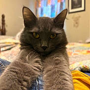 Chai is registered to the contest to win money with this photo: animal, bedroom, blanket, cat, close_up, colorful_curtains, cozy, cute, ears, fur, furniture, gray_cat, home, indoor, paws, pet, soft, stretching, whiskers, yellow_eyes