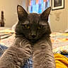 animal, bedroom, blanket, cat, close_up, colorful_curtains, cozy, cute, ears, fur, furniture, gray_cat, home, indoor, paws, pet, soft, stretching, whiskers, yellow_eyes