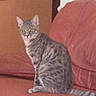 cat, tabby_cat, gray_cat, pet, animal, sitting, couch, sofa, indoors, living_room, furniture, striped_fur, yellow_eyes, ears, tail, whiskers, portrait, centered_subject, phone_screenshot, home_decor