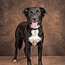 dog, black_and_white, mixed_breed, standing, portrait, studio, pet, animal, tongue_out, happy, alert, floppy_ears, white_chest, collar, brown_background, indoor, full_body, photography, phone_screenshot, good_boy
