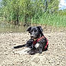 dog, black_and_white_dog, pet, animal, riverbank, water, reeds, trees, nature, outdoors, sunny, blue_sky, rocky_ground, red_harness, lying_down, relaxed, portrait, floppy_ears, white_chest, summer