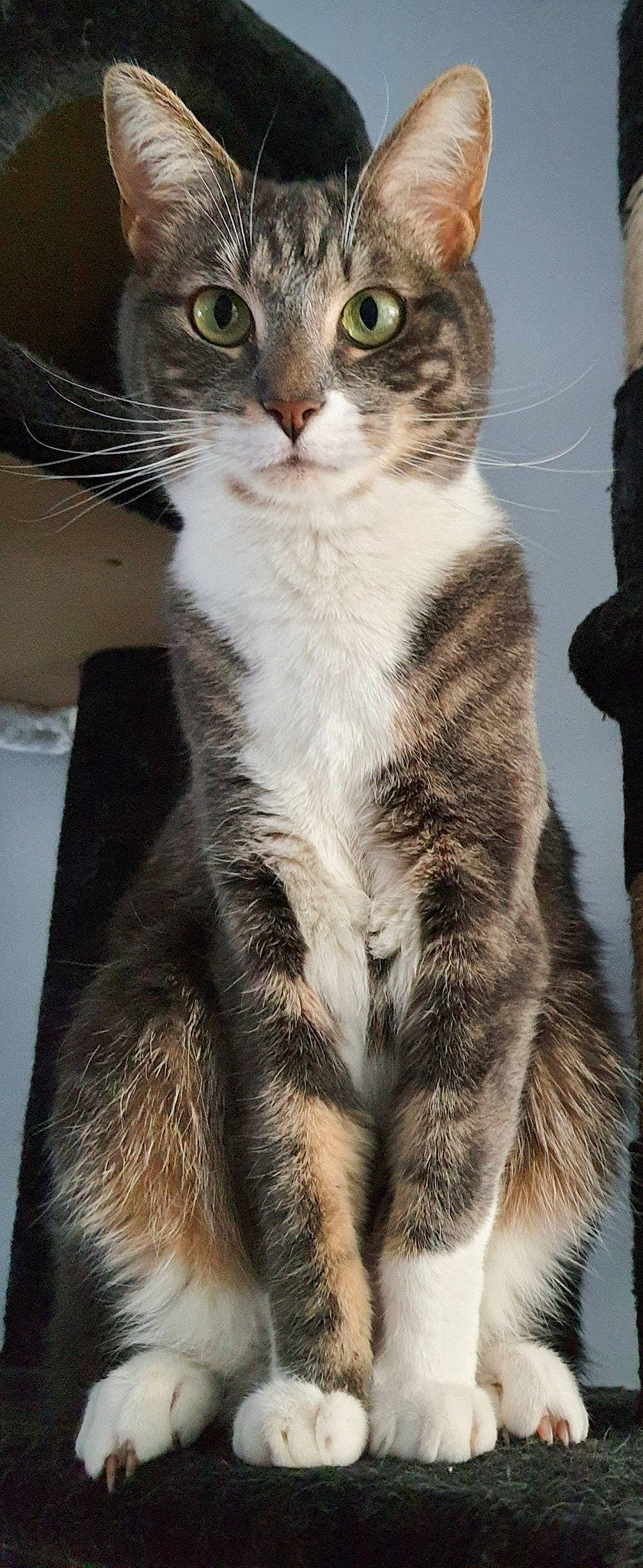 Minnie participe au concours pour gagner de l'argent avec cette photo : carnivore, cat, claw, domestic_short_haired_cat, eye, felidae, fur, paw, small_to_medium_sized_cats, tail, terrestrial_animal, whiskers