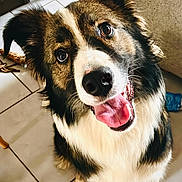 Orion a rejoint le concours — aidez-le/la à gagner de superbes lots ! dog, puppy, fluffy, black_and_white, brown_fur, happy, smiling, open_mouth, tongue, bright_eyes, portrait, close_up, sitting, indoor, tile_floor, couch, blanket, pet, long_fur, playful
