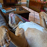 Jagger is registered to the contest to win money with this photo: blanket, book, brown_and_white, canine, carpet, comfort, cozy, dog, furniture, home, indoor, living_room, lying_down, pet, plant, relaxed, resting, table, water_bottle, wood_floor