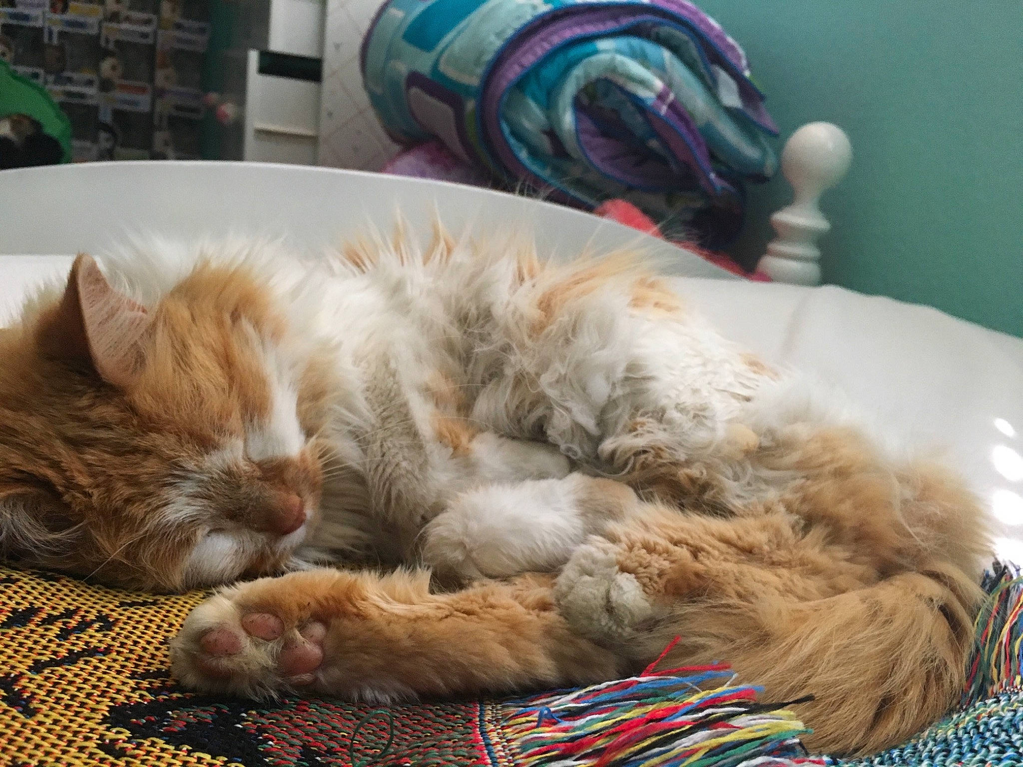 Peach joined the competition — help win amazing prizes! carnivore, cat, claw, comfort, ear, european_shorthair, felidae, fur, kitten, maine_coon, nap, norwegian_forest_cat, paw, sleep, small_to_medium_sized_cats, tabby_cat, textile, whiskers