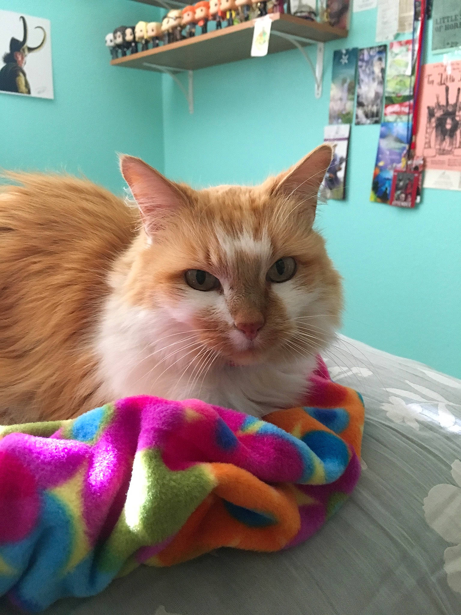 Peach is registered to the contest to win money with this photo: aegean_cat, asian, carnivore, cat, domestic_short_haired_cat, european_shorthair, fawn, felidae, kitten, small_to_medium_sized_cats, tabby_cat, whiskers