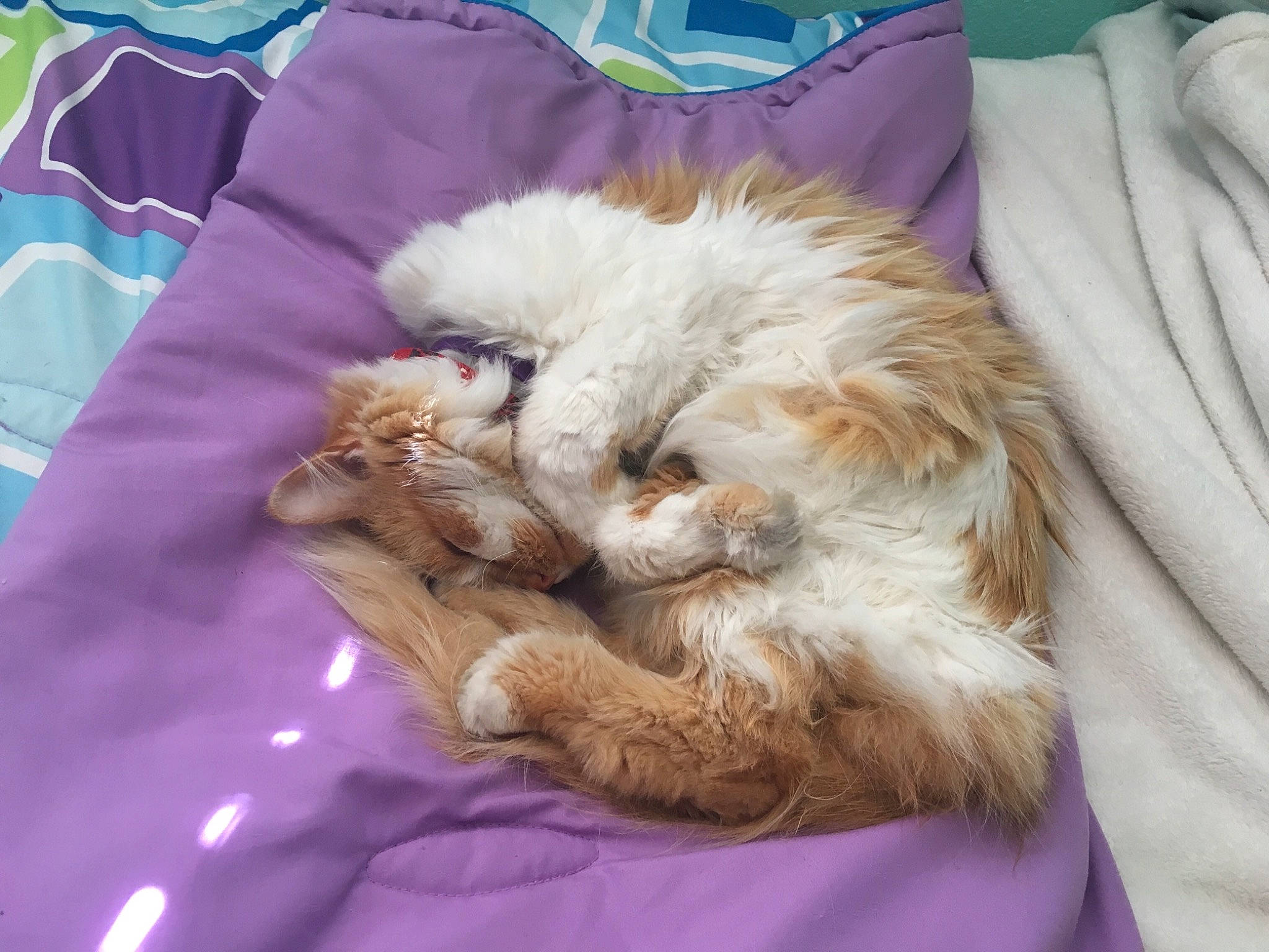 Peach is registered to the contest to win money with this photo: british_longhair, british_semi_longhair, carnivore, cat, domestic_long_haired_cat, fawn, felidae, fur, kitten, nap, norwegian_forest_cat, persian, ragamuffin, selkirk_rex, sleep, small_to_medium_sized_cats, whiskers