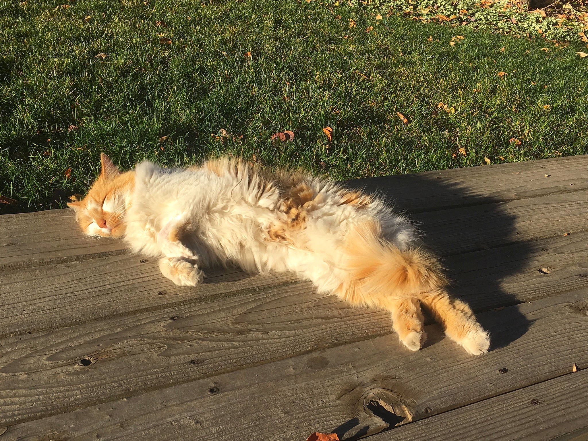 Peach joined the competition — help win amazing prizes! canidae, carnivore, cat, dog_breed, european_shorthair, fawn, felidae, fur, maine_coon, mammal, play, sand, shadow, small_to_medium_sized_cats, sporting_group, sunlight, tail, whiskers