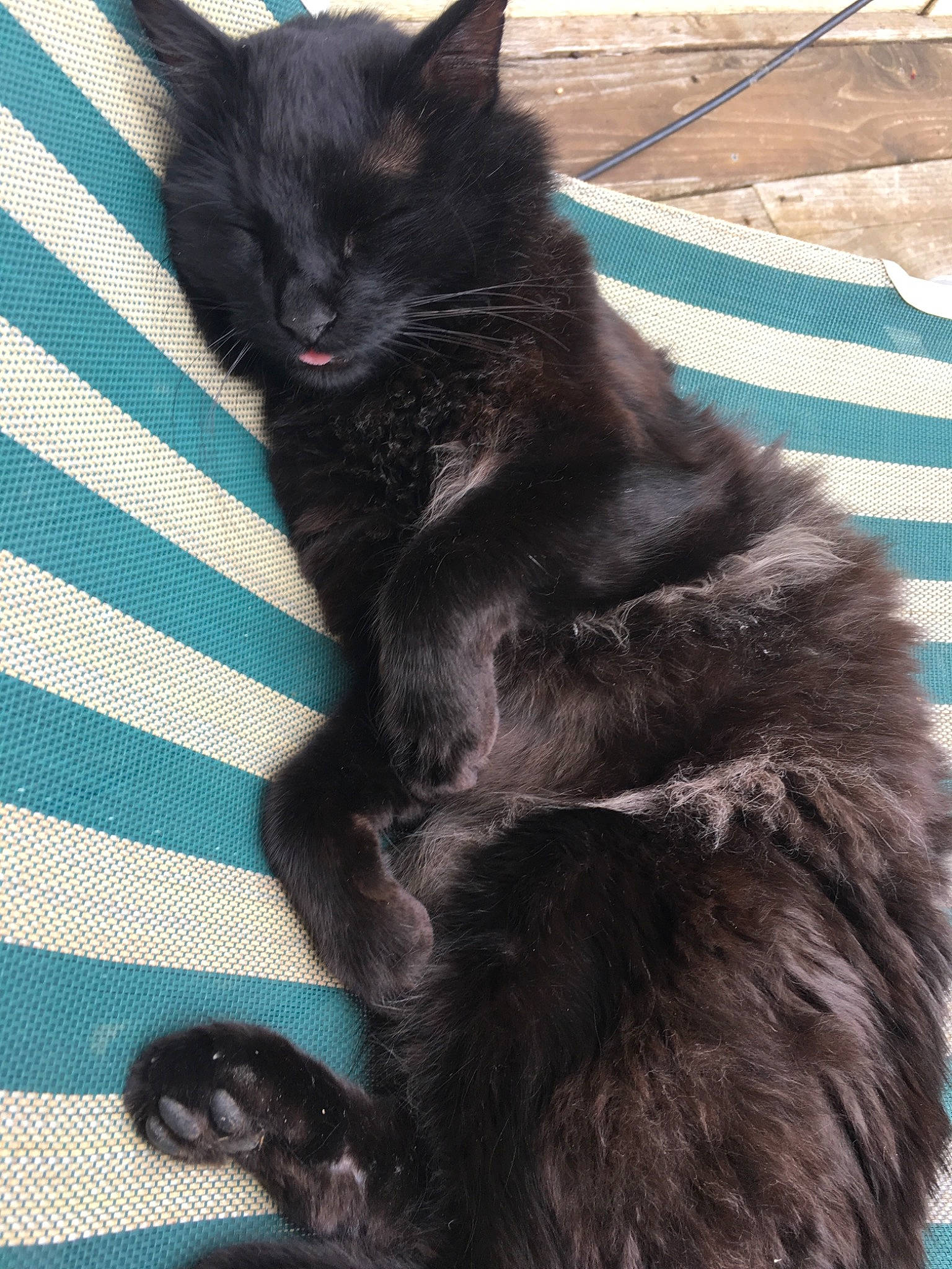 Nox joined the competition — help win amazing prizes! asian_semi_longhair, black_cat, bombay, carnivore, cat, domestic_long_haired_cat, felidae, fur, kitten, maine_coon, mammal, nebelung, small_to_medium_sized_cats, tail, turkish_angora, vertebrate, whiskers