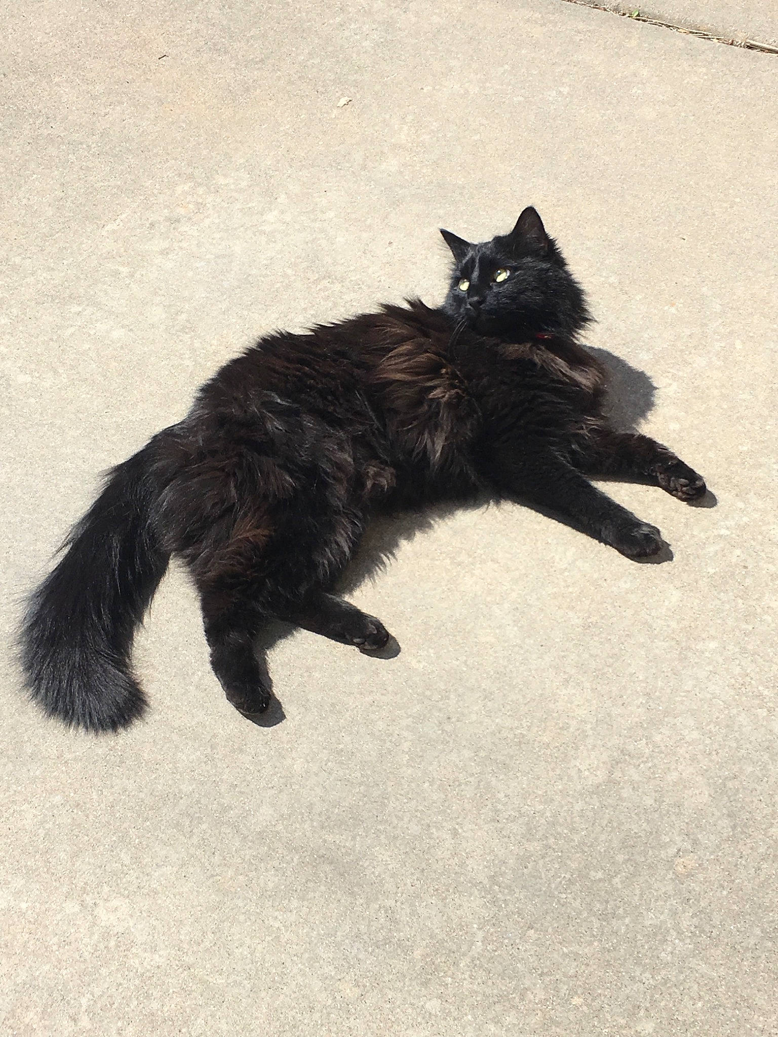 Nox is registered to the contest to win money with this photo: black, black_and_white, black_cat, carnivore, cat, claw, domestic_long_haired_cat, domestic_short_haired_cat, felidae, fur, kitten, paw, small_to_medium_sized_cats, tail, whiskers