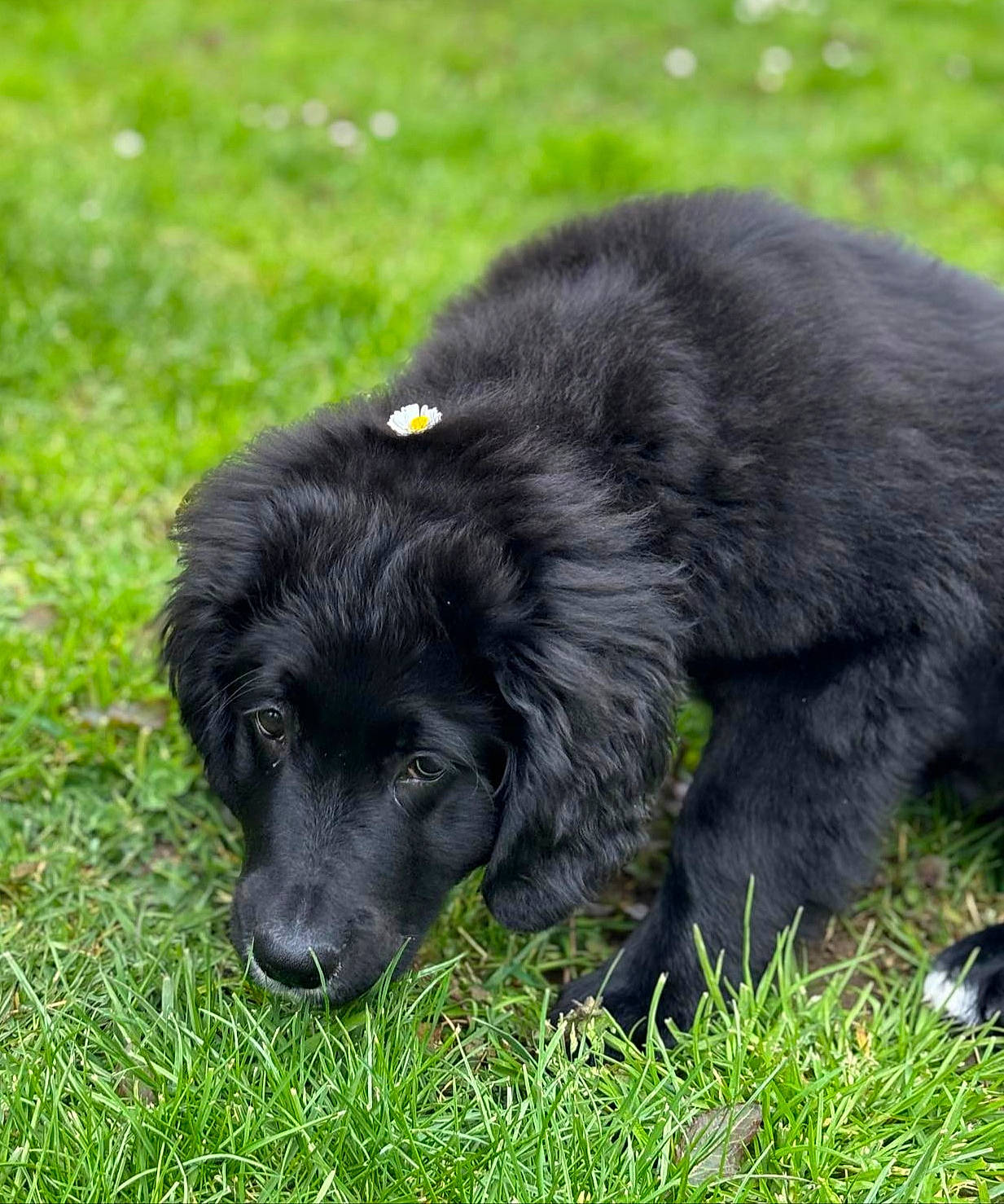 Ulky a rejoint le concours — aidez-le/la à gagner de superbes lots ! borador, canidae, carnivore, companion_dog, dog, dog_breed, fur, grass, gun_dog, hunting_dog, puppy, retriever, snout, sporting_group, tail, terrestrial_animal, watch, working_animal, working_dog