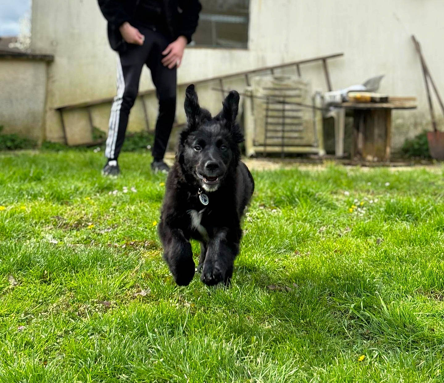 Ulky a rejoint le concours — aidez-le/la à gagner de superbes lots ! carnivore, companion_dog, dog, dog_breed, grass, groenendael, guard_dog, herding_dog, hunting_dog, law_enforcement, lawn, non_sporting_group, plant, snout, sporting_group, tail, working_animal, working_dog