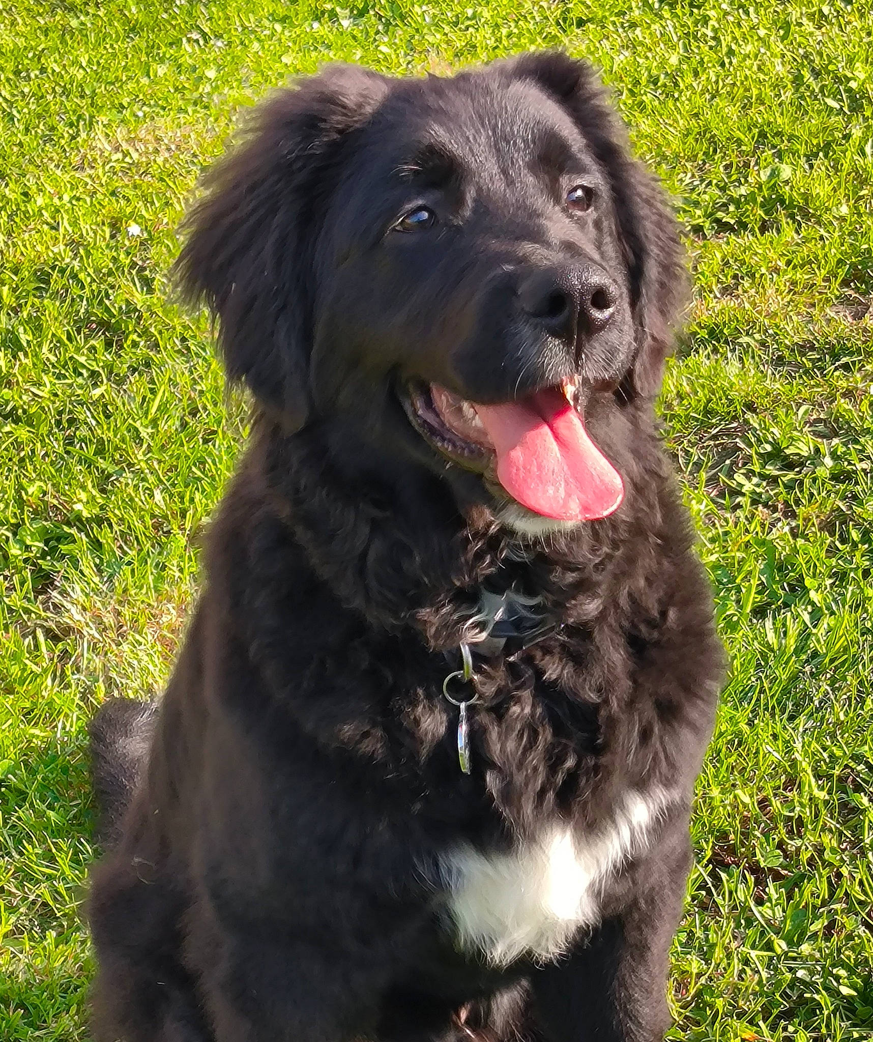 Ulky a rejoint le concours — aidez-le/la à gagner de superbes lots ! borador, canidae, carnivore, collar, companion_dog, dog, dog_breed, dog_collar, fur, grass, guard_dog, gun_dog, hunting_dog, liver, retriever, snout, sporting_group, terrestrial_animal, working_animal, working_dog