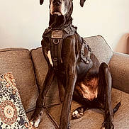 Reagan joined the competition — help win amazing prizes! dog, great_dane, canine, pet, indoor, couch, furniture, harness, sitting, brown_coat, white_paws, white_chest, ears, face, legs, paw, domestic_animal, companion, living_room, relaxed
