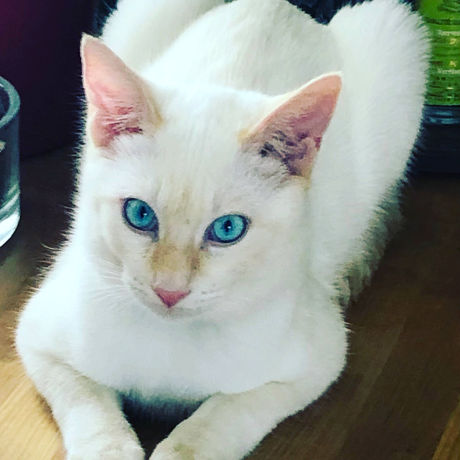 Snow a rejoint le concours — aidez-le/la à gagner de superbes lots ! carnivore, cat, domestic_short_haired_cat, fawn, felidae, fur, liquid, paw, small_to_medium_sized_cats, snout, tableware, tail, terrestrial_animal, whiskers, window