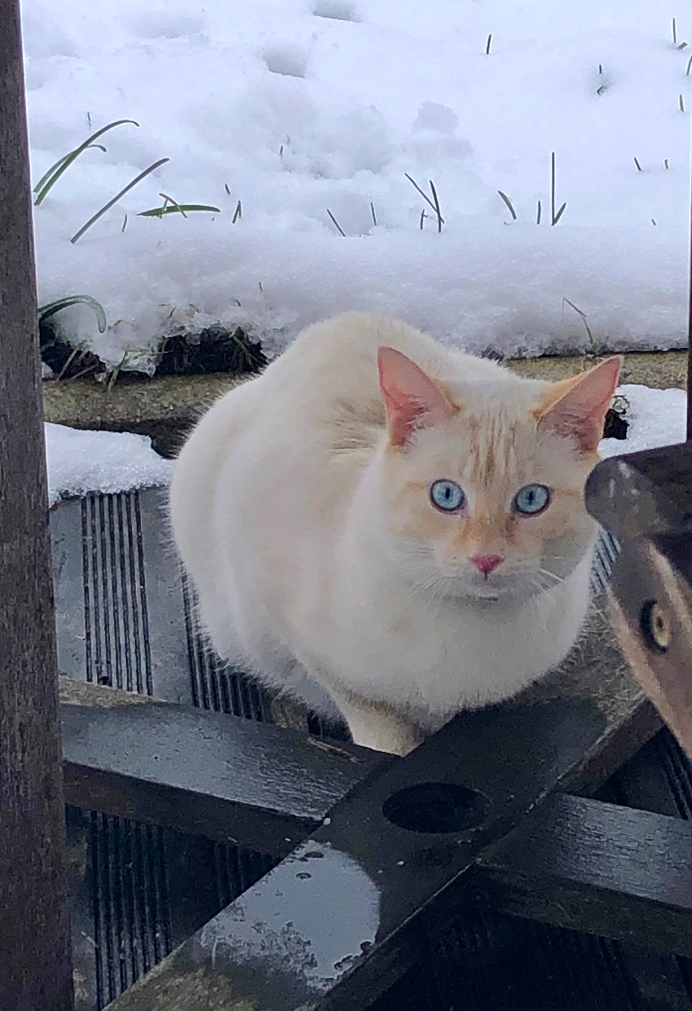 Snow a rejoint le concours — aidez-le/la à gagner de superbes lots ! art, carnivore, cat, domestic_short_haired_cat, felidae, freezing, fur, paw, precipitation, small_to_medium_sized_cats, snout, snow, tail, whiskers, window, winter, wood