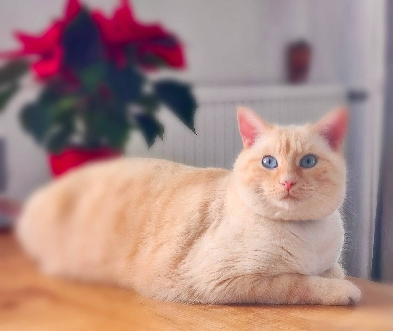 Snow participe au concours pour gagner de l'argent avec cette photo : carnivore, cat, claw, comfort, domestic_short_haired_cat, eye, fawn, felidae, flooring, fur, hardwood, houseplant, paw, plant, small_to_medium_sized_cats, snout, tail, whiskers, window, wood