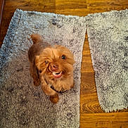 Rusty joined the competition — help win amazing prizes! dog, small_dog, brown_dog, pet, indoor, floor, wooden_floor, rug, gray_rug, split_rug, looking_up, cute, animal, furry, companion, household, domestic, canine, standing, expression