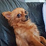 Laîka a rejoint le concours — aidez-le/la à gagner de superbes lots ! animal, canine, chair, chihuahua, cockerspaniel, couch, cushion, dog, furniture, goldenretriever, homedecor, indoors, interiordesign, papillon, pet, pillow, puppy, snout