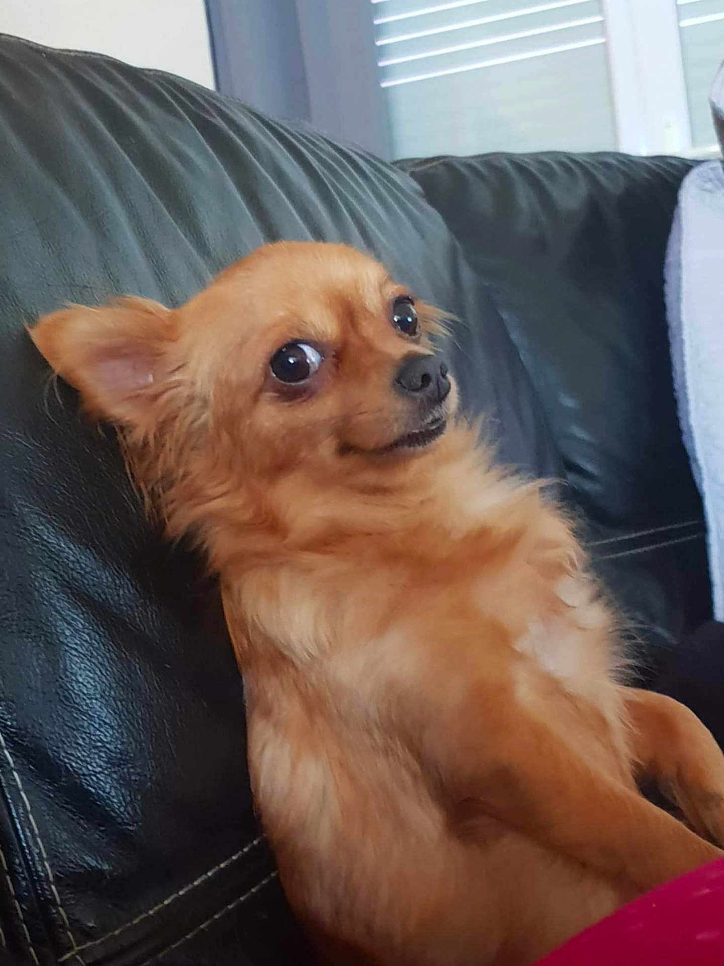 Laîka a rejoint le concours — aidez-le/la à gagner de superbes lots ! animal, canine, chair, chihuahua, cockerspaniel, couch, cushion, dog, furniture, goldenretriever, homedecor, indoors, interiordesign, papillon, pet, pillow, puppy, snout