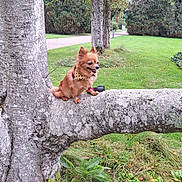 Laîka participe au concours pour gagner de l'argent avec cette photo : animal, bench, canine, chow, dog, furniture, grass, land, lawn, nature, outdoors, park, pet, plant, terrier, tree, treetrunk, vegetation, woodland, yard