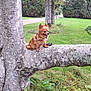animal, bench, canine, chow, dog, furniture, grass, land, lawn, nature, outdoors, park, pet, plant, terrier, tree, treetrunk, vegetation, woodland, yard