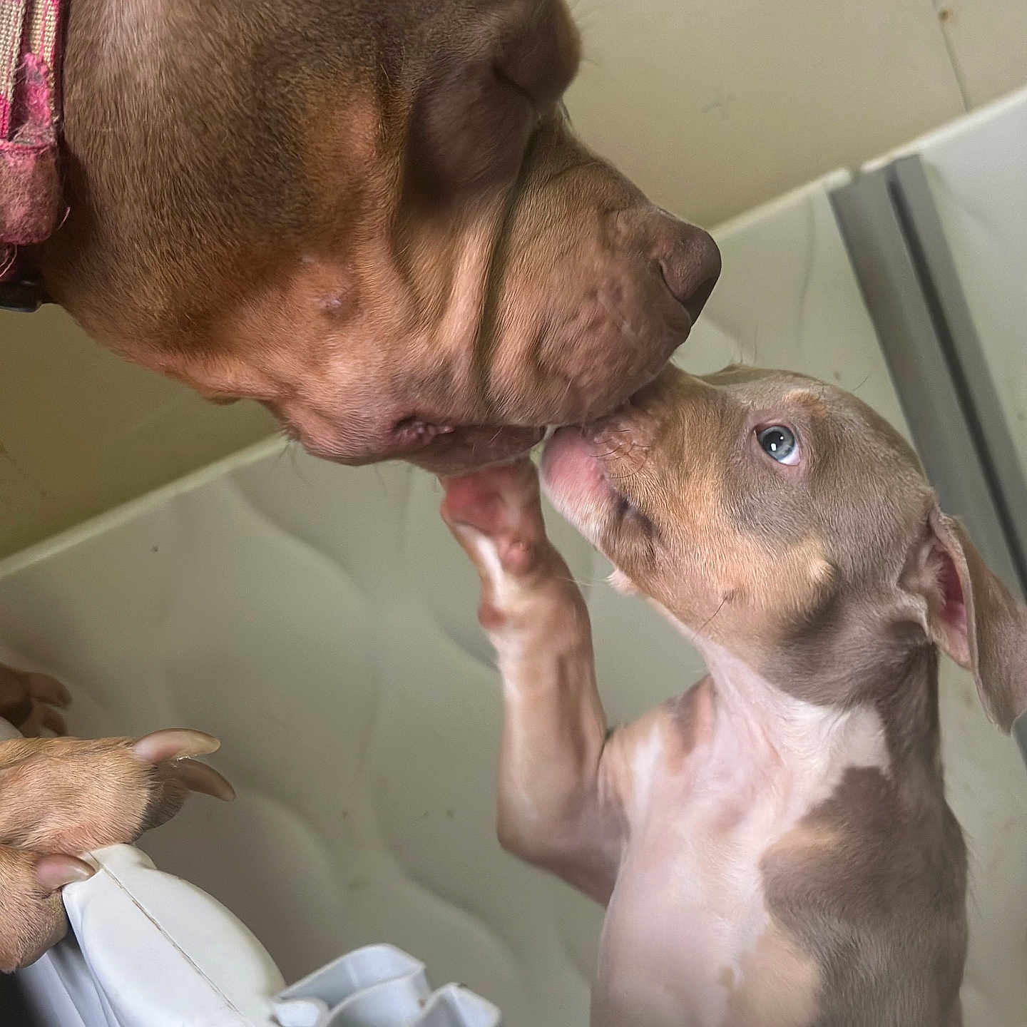 Lili Chanel-Sassy joined the competition — help win amazing prizes! animal, baby, bathing, bathtub, bodypart, bulldog, canine, crib, dog, finger, furniture, hand, hound, infantbed, person, pet, pig, pitbull, pointer, puppy