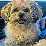 Mollie is registered to the contest to win money with this photo: animal, bow, car, companion, cute, cute_pet, dog, domestic_animal, fluffy, friendly, fur, furry, happy, indoor, pet, pink_bow, portrait, sitting, small_dog, smiling