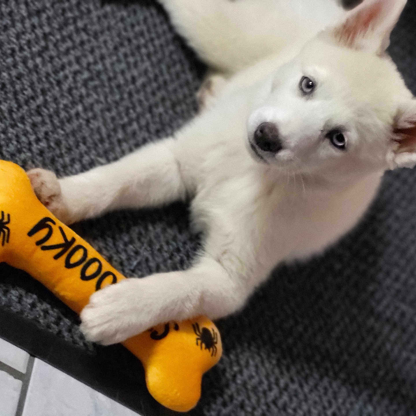Atika a rejoint le concours — aidez-le/la à gagner de superbes lots ! animal, blue_eyes, bone_shaped_toy, carpet, curious, cute, dog, floor_tiles, indoor, laying_down, looking_up, pet, pet_toy, playful, puppy, soft_toy, spider_design, toy, white_dog, young_dog