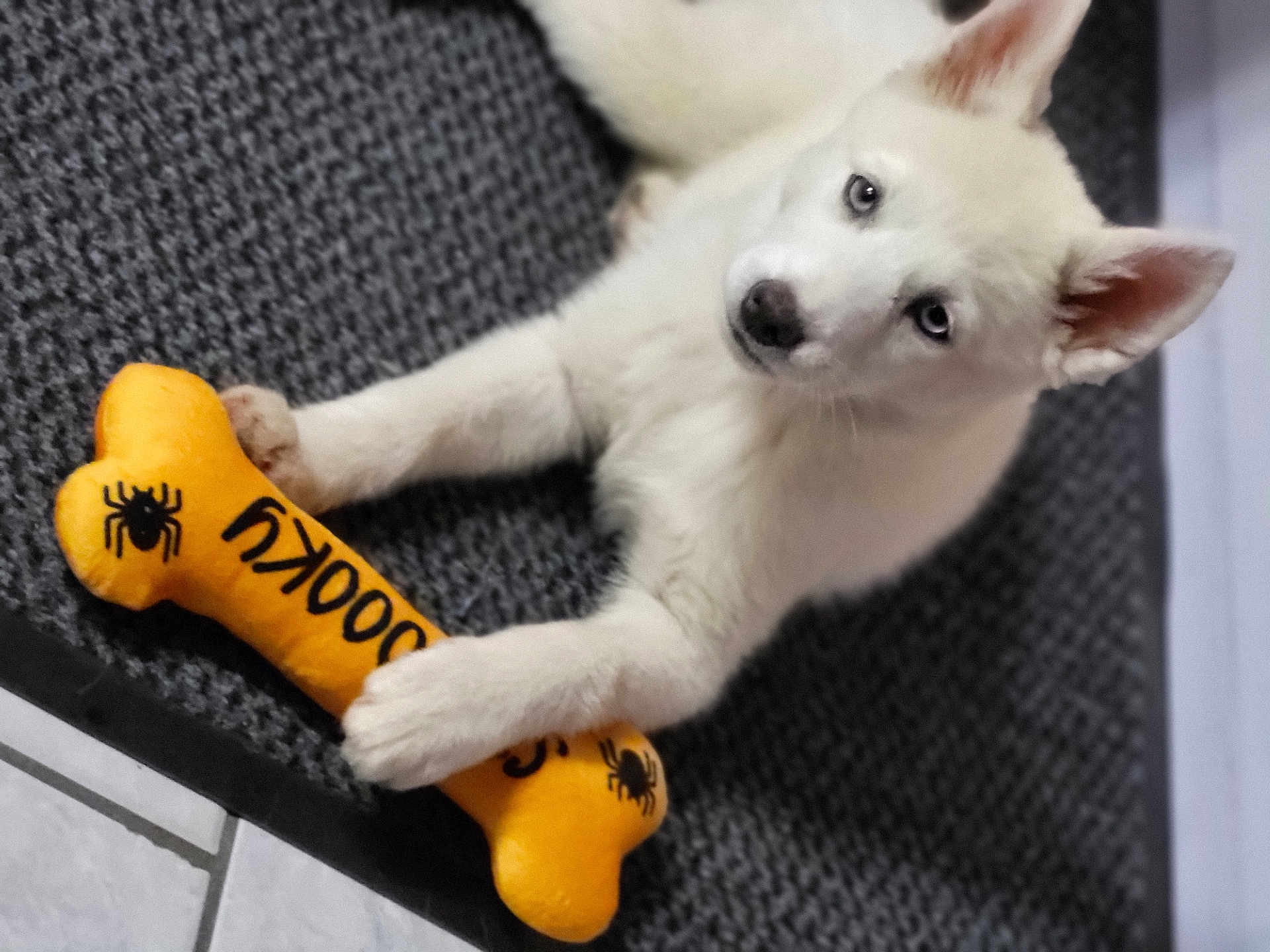 Atika a rejoint le concours — aidez-le/la à gagner de superbes lots ! animal, blue_eyes, bone_shaped_toy, carpet, curious, cute, dog, floor_tiles, indoor, laying_down, looking_up, pet, pet_toy, playful, puppy, soft_toy, spider_design, toy, white_dog, young_dog