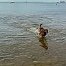 dog, water, splashing, shallow_water, rocks, shore, sea, sky, clouds, horizon, playful, outdoor, animal, canine, pet, summer, daytime, nature, vacation, fun