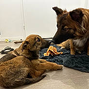 Voldy a rejoint le concours — aidez-le/la à gagner de superbes lots ! dog, puppy, brown_dog, indoor, floor, blanket, toy, giraffe_toy, sandals, wooden_floor, pet, animal, cute, lying_down, sitting, interaction, playful, domestic, companions, fur