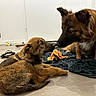 dog, puppy, brown_dog, indoor, floor, blanket, toy, giraffe_toy, sandals, wooden_floor, pet, animal, cute, lying_down, sitting, interaction, playful, domestic, companions, fur