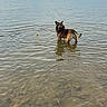 dog, water, lake, rocks, ball, outdoor, animal, pet, shore, calm, sky, clouds, boat, reflection, nature, daytime, playful, standing, canine, water_surface