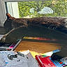 Kelpy participe au concours pour gagner de l'argent avec cette photo : black_cat, cat, window, sunlight, desk, colored_pencils, art_supplies, drawing, coloring_book, pencil, wooden_surface, relaxing_cat, indoor, daylight, creative_workspace, resting_cat, animal, pet, feline, colorful