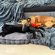 Kelpy a rejoint le concours — aidez-le/la à gagner de superbes lots ! black_cat, dog, sleeping, cushion, blanket, plush_toy, indoor, resting, pets, floor, fur, cozy, companion, animal, home, relaxation, cute, friendship, comfort, napping