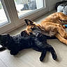Kelpy a rejoint le concours — aidez-le/la à gagner de superbes lots ! cat, dog, indoor, floor, pet_toys, window, dog_bed, black_cat, brown_dog, resting, natural_light, home, companion, relaxed, animal, cute, domestic, playful, cozy, friendship