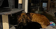 Kelpy participe au concours pour gagner de l'argent avec cette photo : dog, cat, pet, indoor, blanket, cushion, cat_tree, furniture, resting, snuggling, brown_dog, black_cat, cozy, home, animal, sleeping, companion, quiet, relaxed, floor