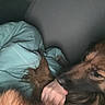 dog, brown_dog, hand, blanket, blue_blanket, cozy, indoor, cuddle, pet, animal, fur, closeup, resting, companion, affection, paw, snuggle, domestic_animal, friendship, calm