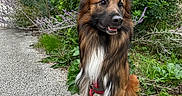 Umi participe au concours pour gagner de l'argent avec cette photo : dog, leash, outdoor, greenery, flowers, path, pet, canine, sitting, fur, nature, plant, garden, side_view, alert, animal, domestic_animal, companion, portrait, daylight