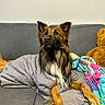 dog, blanket, couch, indoor, pet, fur, animal, cozy, brown, black, white, ears, paw, looking, resting, comfort, quilt, teddy_bear, furniture, living_room