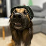 dog, close_up, indoor, hat, pet, animal, nose, teeth, blurred_background, furniture, couch, floor, brown_fur, black_fur, canine, portrait, sitting, headwear, domestic_animal, friendly