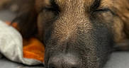 Umi participe au concours pour gagner de l'argent avec cette photo : animal, black, blanket, brown, calm, close_up, cozy, dog, ears, face, fur, indoors, nose, pet, relaxed, resting, sleeping, snout, soft, tile_floor