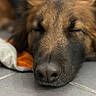 dog, sleeping, close_up, nose, fur, tile_floor, blanket, brown, black, resting, pet, animal, cozy, indoors, face, snout, ears, relaxed, soft, calm