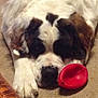 Felix is registered to the contest to win money with this photo: